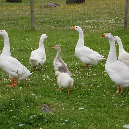 The Little Flock Farm Cloonmore